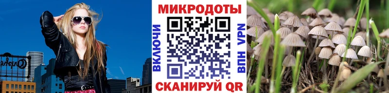 Купить закладки  Завитинск  Галлюциногенные грибы Psilocybe 